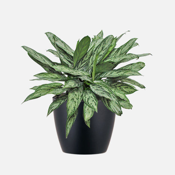 AAA Better Green Leafed Plant