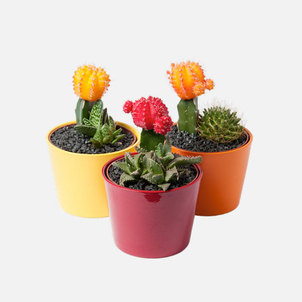 MANSD Mainstays  Flowerpot Garden