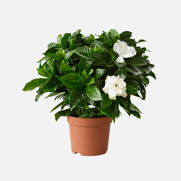 BTHGFQ Better Homes & Gardens Ficus Retusa