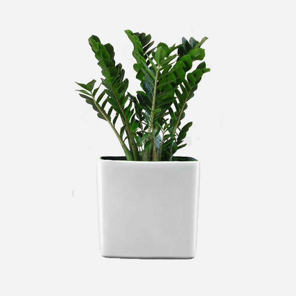 LCF LINSY HOME Modern  Green Cacti