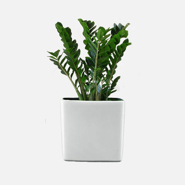 KKK INGALIK Convertible Sectional Green Leafed Plant